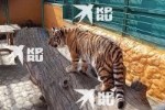 Спасенная в ДНР тигрица Ляля уже готова принимать гостей